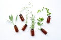 Top view, Bottle of essential oil with herbs sage, rosemary, or Royalty Free Stock Photo