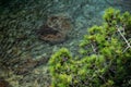 Top view on the bottom of the sea with the pine tree Royalty Free Stock Photo