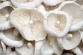 Top view of bottom side up of white mushrooms