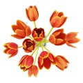 Top view bouquet of orange tulips in vase isolated on white