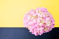 Top view of a bouquet of pink hydrangeas on a black and yellow surfa Royalty Free Stock Photo