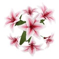 Top view of bouquet of pink lilies isolated on white