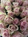 Top view of a bouquet of pink roses Royalty Free Stock Photo