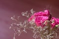 Top view of a bouquet of pink spray roses on a pink background. Royalty Free Stock Photo