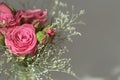 Top view of a bouquet of pink spray roses on a gray background Royalty Free Stock Photo