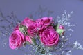 Top view of a bouquet of pink spray roses on a purple background. Royalty Free Stock Photo