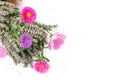 Top view of bouquet of pink and violet cosmos flowers. Royalty Free Stock Photo