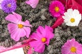 Top view of bouquet of pink and violet cosmos flowers. Royalty Free Stock Photo