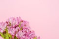 Top view bouquet of purple alstroemerias on pastel pink colorful background