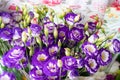 Top view of bouquets of fresh purple flowers. gift for holiday or anniversary