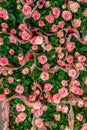 top view of bouquets of pink roses