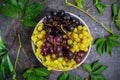 Top view bowl of various grapes: red, white and black berries and green leaves with water drops on the dark concrete background. S Royalty Free Stock Photo