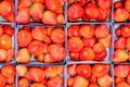 Boxed fresh Dutch strawberries Royalty Free Stock Photo