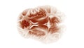 Top View Brain On White Background. Neurological Diseases, Tumors And Brain Surgery