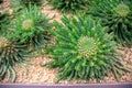 Top view of Branch of Araucaria araucana, Monkey tail tree, or Chilean pine