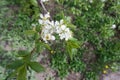 Top view of branch of blossoming cherry Royalty Free Stock Photo