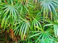 Top view of branch and leaves saw palmetto as a background