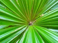 Top view of branch and leaves saw palmetto as a background