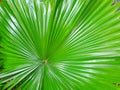 Top view of branch and leaves saw palmetto as a background