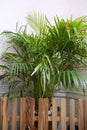 Top view of branch and leaves saw palmetto as a background