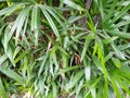 Top view of branch and leaves saw palmetto as a background