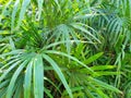 Top view of branch and leaves saw palmetto as a background