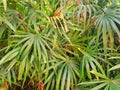 Top view of branch and leaves saw palmetto as a background