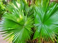 Top view of branch and leaves saw palmetto as a background