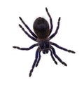 Brazilian blue tarantula on white background