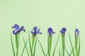 Top view of bright blue daffodils on light green background with copy space