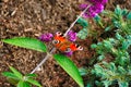 Top view of a bright European peacock butterfly perched on a plant