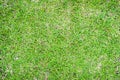 Top view of bright grass garden Idea concept used for making green backdrop, lawn for training football pitch, Grass Golf Courses Royalty Free Stock Photo