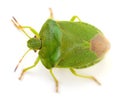 Green Shield Bug Insect Isolated on White Royalty Free Stock Photo