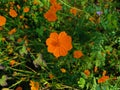 Top view of bright orange Cosmos sulphureus flower, also known as sulfur cosmos and yellow cosmos. Clicked in Pune, Maharashtra, Royalty Free Stock Photo