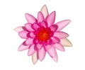 Top view of bright pink water lily flower Royalty Free Stock Photo