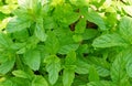 Top view of bright spearmint growing in the garden.