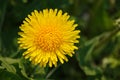Top View of Bright Yellow Blooming Dandelion on Greenery Background Royalty Free Stock Photo