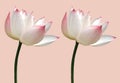 Top view, Brightness blossom blooming two lotus flower isolated on white background, summer flowers. photo water lily, floral