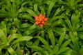 Top view of Bromeliad flowers plant in garden Royalty Free Stock Photo