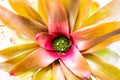 Top view of Bromeliad plant