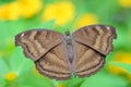 Top view brown butterfly in garden Royalty Free Stock Photo