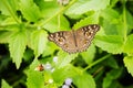 Top view brown cream and orange colour butterfly