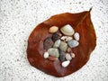 Top view of a dry leave with assortment of small seashells on white polished stone