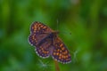 Top view of brown and orange spotted butterfly, false heath fritillary, an endangered species, sitting on green grass Royalty Free Stock Photo