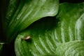 Top view of Brown snail walking on fresh green leaves with drop dew after rain. Garden snail on Cardwell lily or Northern