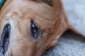 A brown Thai hound sleeping on a cement floor Pet concept