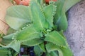 Top view Bryophyllum pinnatum. Royalty Free Stock Photo
