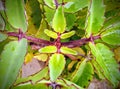 Bryophyllum plant top view with water droplets.