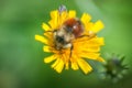 Top View - Bumble Bee - Yellow Hawkweed Bloom Royalty Free Stock Photo
