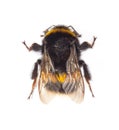 Bumblebee Bombus terrestris